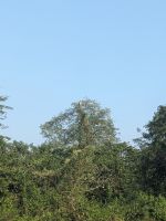 76) Jeeptour durch den Chitwan Nationalpark, Nepal