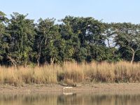 79) Krokodil auf der Jeeptour durch den Chitwan Nationalpark, Nepal