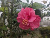 95) Garten an der Unterkunft Machan Country Villa am Chitwan Nationalpark, Nepal