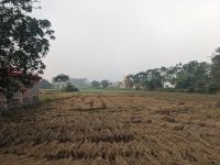 101) Reis - Morgenspaziergang Umgebung der Unterkunft Machan Country Villa am Chitwan Nationalpark, Nepal