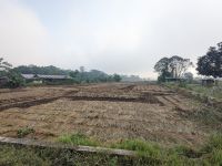 102) Reis -Morgenspaziergang Umgebung der Unterkunft Machan Country Villa am Chitwan Nationalpark, Nepal