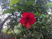 103) Garten an der Unterkunft Machan Country Villa am Chitwan Nationalpark, Nepal