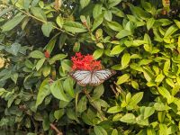 119) Deutsch-gesponsorter buddhistischer Tempel im Lumbini Sanskritiks, Lumbini, Nepal