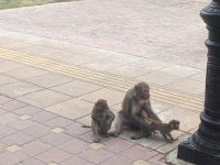 132) Affen auf dem Rückweg zu den Tuk Tuks an der Geburtsstätte Buddha, Lumbini, Nepal