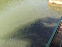 170) Zwischenstopp bei der Bootsfahrt auf dem Phewa-See am Tal Barahi Mandir Tempel, Pokhara, Nepal