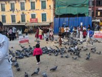 235) Taubenbereich an der Buddha Stupa, Kathmandu, Nepal
