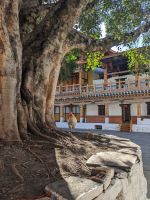 362) Dzong von Punakha - schönster des Landes, Bhutan