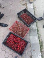 379)  Gemüsemarkt Bijchulum Farmers Market, Bhutan