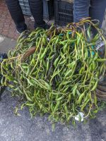 380)  Gemüsemarkt Bijchulum Farmers Market, Bhutan