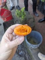 383)  Gemüsemarkt Bijchulum Farmers Market, Bhutan