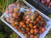384)  Gemüsemarkt Bijchulum Farmers Market, Bhutan