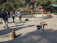 499) Affentempel, Kathmandu, Nepal