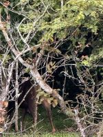 Periyar Nationalpark