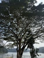 Periyar Nationalpark