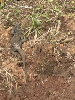 Periyar Nationalpark