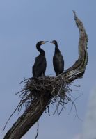 Periyar Nationalpark