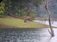 Periyar Nationalpark