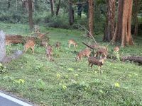 Fahrt durch den Nationalpark in Richtung Mysore