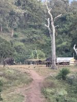 Fahrt durch den Nationalpark in Richtung Mysore