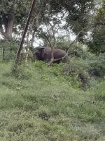 Fahrt durch den Nationalpark in Richtung Mysore