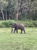 Fahrt durch den Nationalpark in Richtung Mysore