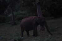 Fahrt durch den Nationalpark in Richtung Mysore