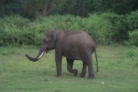 Fahrt durch den Nationalpark in Richtung Mysore