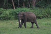 Fahrt durch den Nationalpark in Richtung Mysore