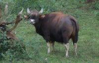 Fahrt durch den Nationalpark in Richtung Mysore