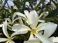 Frangipani &ndash; &copy; Sabine Reckord (Eberhardt TRAVEL)