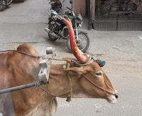 Ochsenkarren Indien &ndash; &copy; Sabine Reckord (Eberhardt TRAVEL)