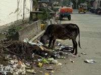 die heilige Kuh, Indien, Kanchipuram &ndash; &copy; Sabine Reckord (Eberhardt TRAVEL)