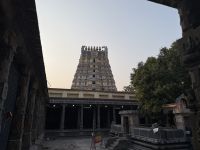 hl. Mangobaum im Sri Ekambaranathar Tempel Kranchipuram &ndash; &copy; Sabine Reckord (Eberhardt TRAVEL)