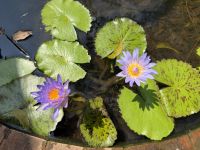 Seerose, Auroville &ndash; &copy; Sabine Reckord (Eberhardt TRAVEL)