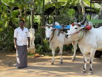 Ochsenkarrenfahrt, Swamimalai &ndash; &copy; Sabine Reckord (Eberhardt TRAVEL)