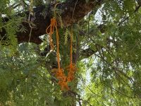 Akazienbaum mit Kurkumawurzelamulet (Wunschkette) &ndash; &copy; Sabine Reckord (Eberhardt TRAVEL)