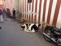 Madurai &ndash; &copy; Sabine Reckord (Eberhardt TRAVEL)