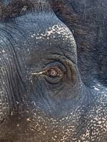 Elefanten Auge &ndash; &copy; Sabine Reckord (Eberhardt TRAVEL)