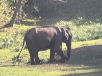 Elefant &ndash; &copy; Sabine Reckord (Eberhardt TRAVEL)