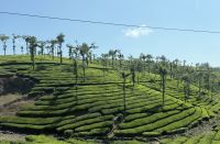 Teeplantage in den Western Gaths &ndash; &copy; Sabine Reckord (Eberhardt TRAVEL)