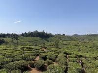 Teeplantage Western Gathes &ndash; &copy; Sabine Reckord (Eberhardt TRAVEL)