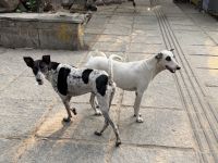 Straßenhunde &ndash; &copy; Sabine Reckord (Eberhardt TRAVEL)