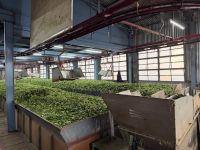 Teeherstellung in Ooty &ndash; &copy; Sabine Reckord (Eberhardt TRAVEL)