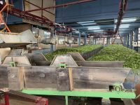 Teeherstellung in Ooty (Trocknen) &ndash; &copy; Sabine Reckord (Eberhardt TRAVEL)