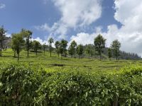 unterwegs nach Mysore, Nilgiri Berge &ndash; &copy; Sabine Reckord (Eberhardt TRAVEL)