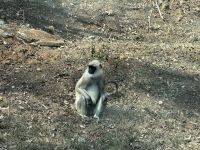  Tiger Reservat in den Nilgiri Berge (Lurenang) &ndash; &copy; Sabine Reckord (Eberhardt TRAVEL)