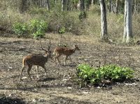  Tiger Reservat in den Nilgiri Berge (Axishirche) &ndash; &copy; Sabine Reckord (Eberhardt TRAVEL)