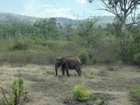  Tiger Reservat in den Nilgiri Berge (Elefant) &ndash; &copy; Sabine Reckord (Eberhardt TRAVEL)