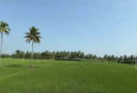 Reisefelder in Mysuru &ndash; &copy; Sabine Reckord (Eberhardt TRAVEL)