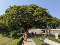 Albizia Seidenbaum, Somanathapur Tempel &ndash; &copy; Sabine Reckord (Eberhardt TRAVEL)